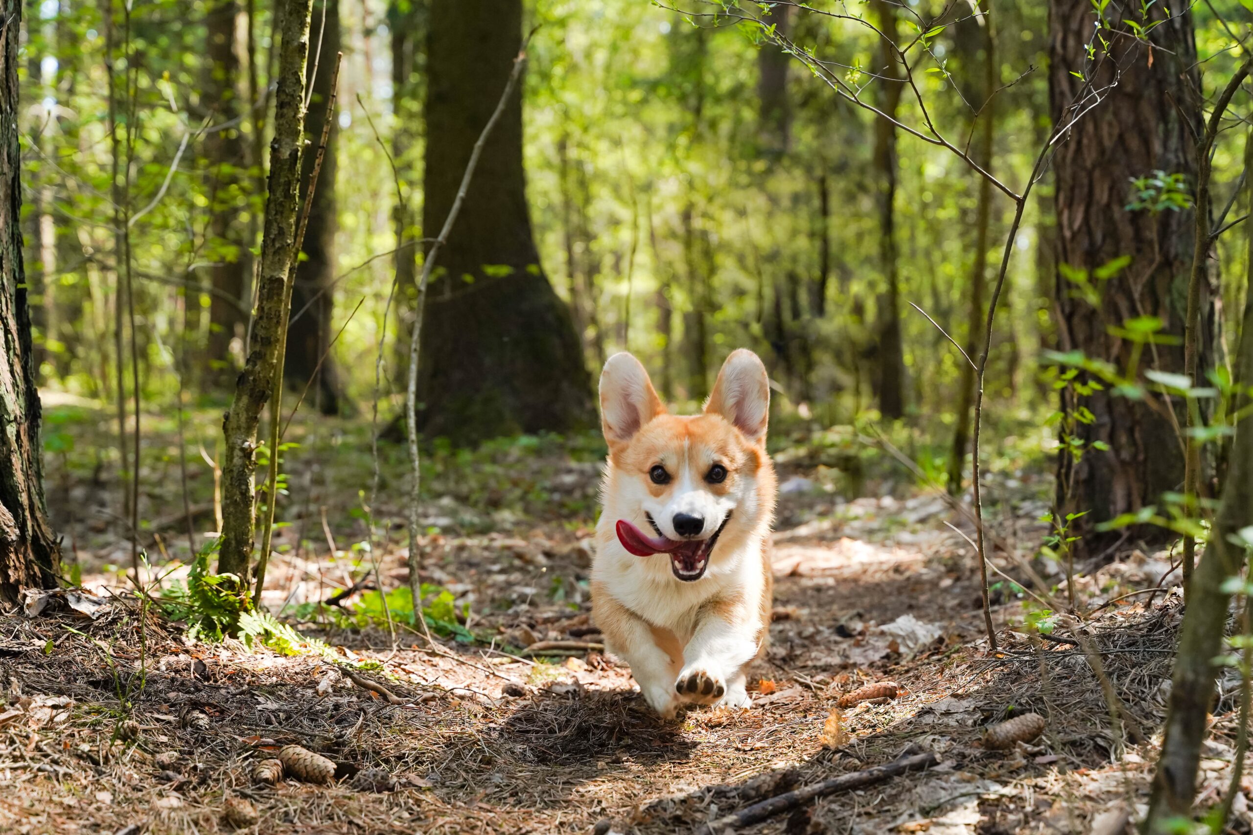 Chien de race Corgi qui court joyeusement en forêt, illustrant les séances de tarifs éducation canine à Thionville proposées par Édu'Cœur Canin