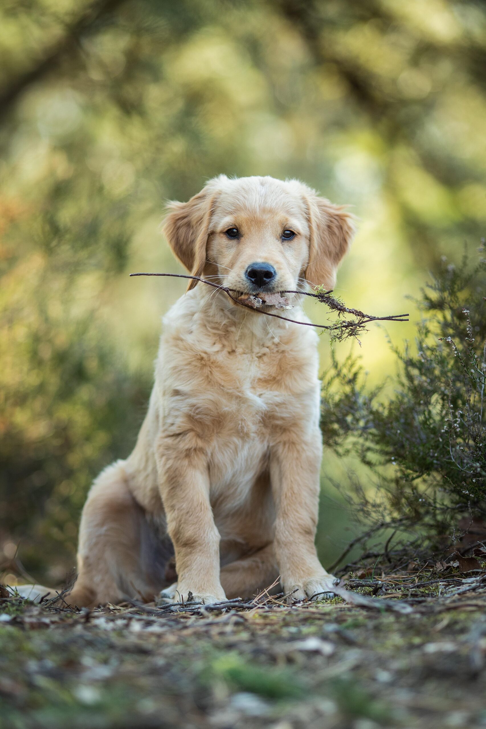 Jeune chiot golden retriever assis dans la nature, regard attentif, illustrant le programme d'éducation chiot bienveillante